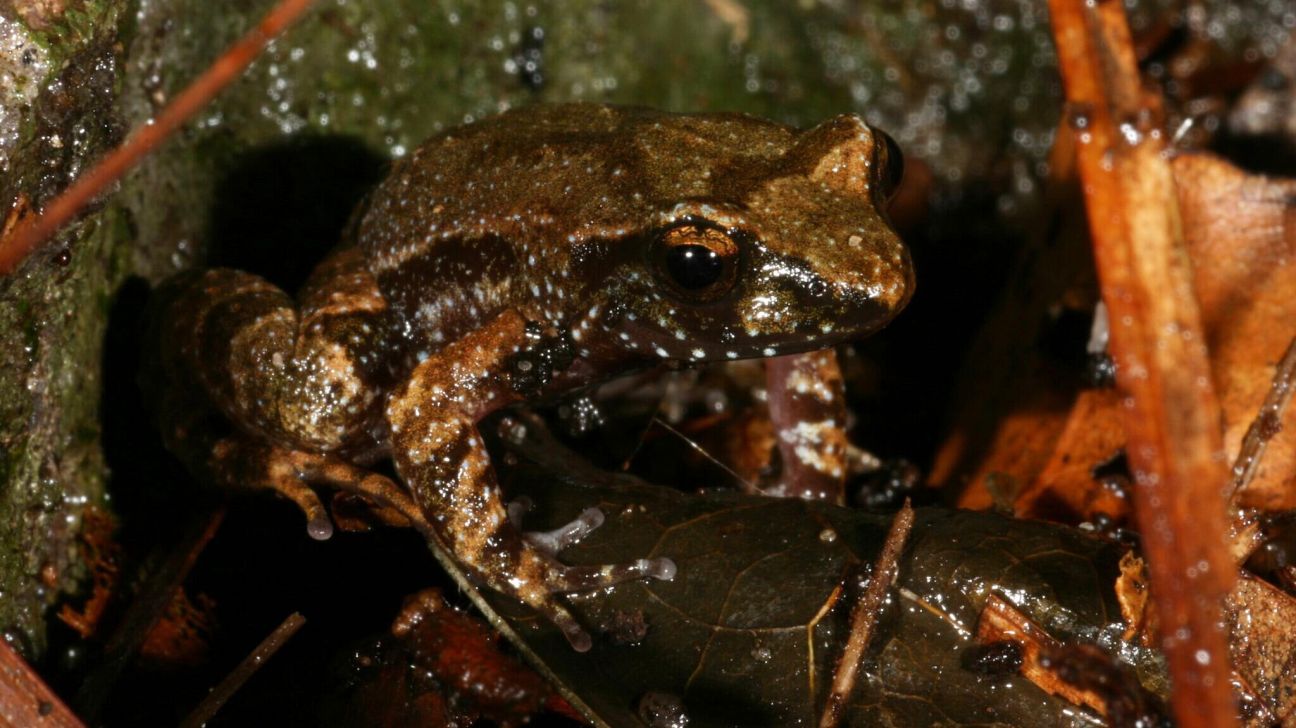 Kroombit Tinker Frog